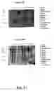 Fig. 50 - Nucleotide and amino acid sequences relating to respiratory diseases and obesity