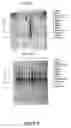 Fig. 56 - Nucleotide and amino acid sequences relating to respiratory diseases and obesity