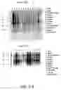 Fig. 57 - Nucleotide and amino acid sequences relating to respiratory diseases and obesity