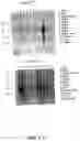 Fig. 59 - Nucleotide and amino acid sequences relating to respiratory diseases and obesity