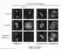 Fig. 106 - Methods to identify compounds useful for the treatment of proliferative and differentiative disorders