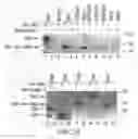 Fig. 72 - Methods to identify compounds useful for the treatment of proliferative and differentiative disorders