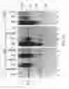 Fig. 74 - Methods to identify compounds useful for the treatment of proliferative and differentiative disorders