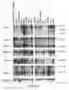 Fig. 76 - Methods to identify compounds useful for the treatment of proliferative and differentiative disorders