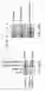Fig. 79 - Methods to identify compounds useful for the treatment of proliferative and differentiative disorders