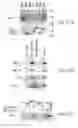 Fig. 80 - Methods to identify compounds useful for the treatment of proliferative and differentiative disorders