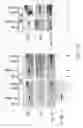 Fig. 81 - Methods to identify compounds useful for the treatment of proliferative and differentiative disorders