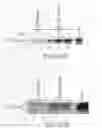 Fig. 97 - Methods to identify compounds useful for the treatment of proliferative and differentiative disorders