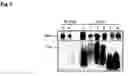 Fig. 06 - Methods for increasing shoot-to-root ratio, seed production and resistance to diseases