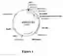 Fig. 02 - Method for performing homologous recombination in  plants