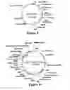 Fig. 07 - Method for performing homologous recombination in  plants