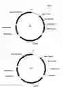 Fig. 02 - Multiple RNA polymerase III promoter expression constructs