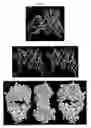 Fig. 07 - Method for the humanization of antibodies and humanized antibodies thereby obtained