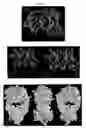 Fig. 09 - Method for the humanization of antibodies and humanized antibodies thereby obtained