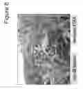 Fig. 09 - CORN WITH TRANSGENIC INSECT PROTECTION TRAITS UTILIZED IN COMBINATION WITH DROUGHT TOLERANCE AND/OR REDUCED INPUTS PARTICULARLY FERTILIZER