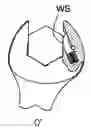 Fig. 01 - Ratchetable open-ended wrench