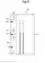 Fig. 22 - MULTI DIGITAL DOOR