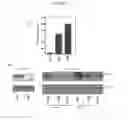 Fig. 03 - In vitro method for identifying compounds for cancer therapy