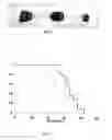 Fig. 15 - BIODEGRADABLE COMPOSITE FOR INTERNAL LOCAL RADIOTHERAPY