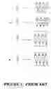Fig. 02 - RADIATION SENSITIVE LIPOSOMES