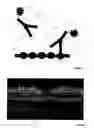 Fig. 02 - METHOD AND DEVICE FOR OPTICAL DETECTION OF THE EYE
