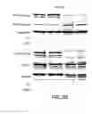 Fig. 06 - Methods for predicting treatment response based on the expression profiles of protein and transcription biomarkers