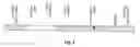 Fig. 06 - Transgenic pig model for a hereditary neurodegenerative autosomal dominant disease