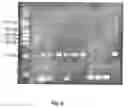 Fig. 07 - Transgenic pig model for a hereditary neurodegenerative autosomal dominant disease