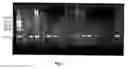 Fig. 08 - Transgenic pig model for a hereditary neurodegenerative autosomal dominant disease