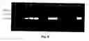 Fig. 10 - Transgenic pig model for a hereditary neurodegenerative autosomal dominant disease