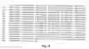 Fig. 20 - Transgenic pig model for a hereditary neurodegenerative autosomal dominant disease