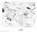 Fig. 24 - Transgenic pig model for a hereditary neurodegenerative autosomal dominant disease