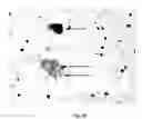 Fig. 25 - Transgenic pig model for a hereditary neurodegenerative autosomal dominant disease