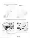 Fig. 26 - Transgenic pig model for a hereditary neurodegenerative autosomal dominant disease