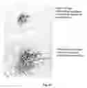 Fig. 28 - Transgenic pig model for a hereditary neurodegenerative autosomal dominant disease