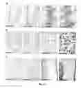Fig. 32 - Transgenic pig model for a hereditary neurodegenerative autosomal dominant disease