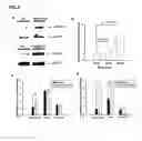 Fig. 03 - Methods for predicting psychotropic drugs which elicit weight gain
