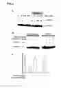 Fig. 04 - Methods for predicting psychotropic drugs which elicit weight gain