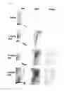 Fig. 09 - Methods for predicting psychotropic drugs which elicit weight gain