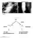 Fig. 07 - Methods for generating new hair follicles, treating baldness, and hair removal