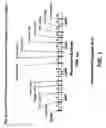 Fig. 02 - Chimeric alphavirus replicon particles