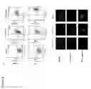Fig. 04 - Vault compositions for immunization against chlamydia genital infection