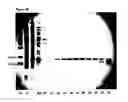 Fig. 06 - Basic protein purification tags from thermophilic bacteria