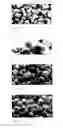 Fig. 07 - Device and method for defibration of wood