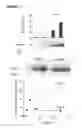 Fig. 08 - METHOD OF MODULATING CELLULAR ACTIVITY AND AGENTS USEFUL FOR SAME