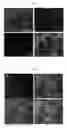 Fig. 02 - METHODS OF PRODUCING PREADIPOCYTES AND INCREASING THE PROLIFERATION OF ADULT ADIPOSE STEM/PROGENITOR CELLS