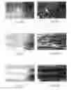 Fig. 04 - Engineered cell growth on polymeric films and biotechnological applications thereof