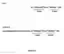 Fig. 02 - Heterodimeric peptide compounds displaying NGF activity and their use to treat neurodegenerative disorders