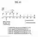 Fig. 102 - Methods of using OSK1 peptide analogs