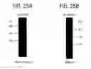 Fig. 43 - Methods of using OSK1 peptide analogs